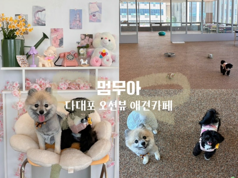 부산 사하구 | 다대포 오션뷰 실내 애견카페 루프탑 - 멈무아