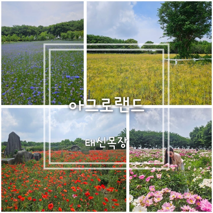 아그로랜드 태신목장 개화상황｜수레국화, <b>양귀비</b>, 청보리 풍경