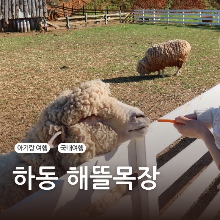 하동 아기랑 가볼만한곳 해뜰목장 (+ 해성재첩식당)