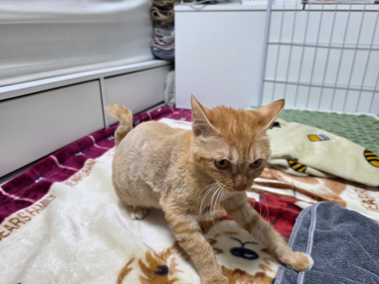  고양이 설사로 흔들린 모카 컨디션 기록
