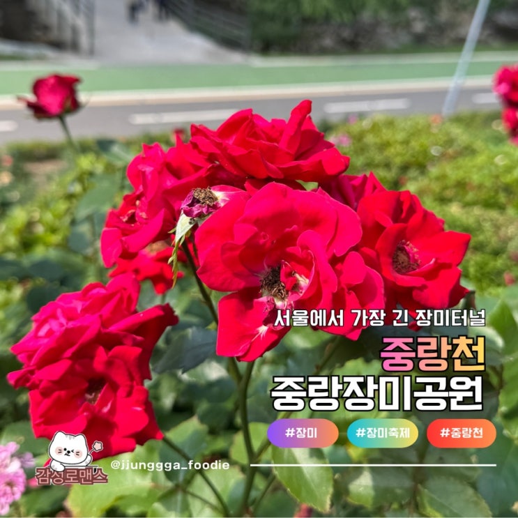  중랑장미공원 장미만발 향기로운 꽃놀이 산책 나들이
