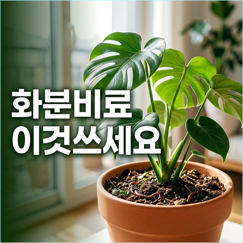 베란다 화분 뿌리파리 폭탄? 지렁이 분변토 vs 우분 가축분퇴비 절대 쓰면 안 되는 이유