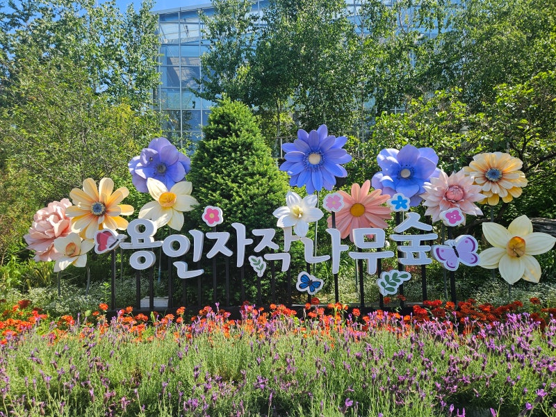 용인 가볼만한 곳 용인자작나무숲 서울근교 나들이 산책하기 좋은 코스 수국축제
