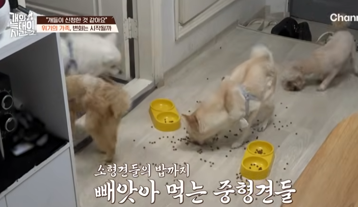 <b>개늑시</b> 애니머호더 히죽이 이야기