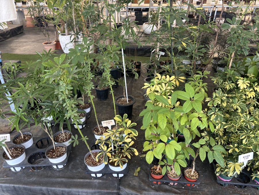 옥계식물원 사진 6