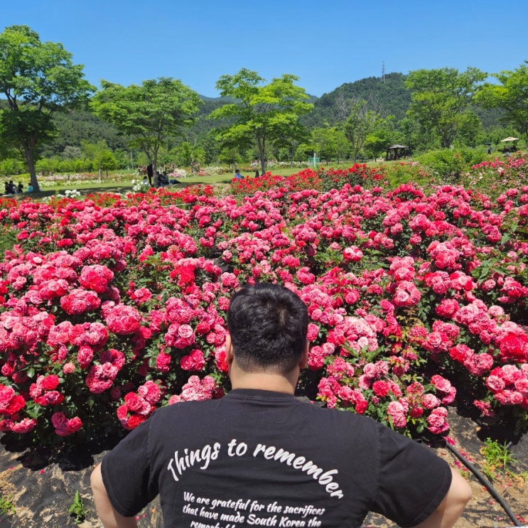  부산 해운대수목원 부산 산책가볼만한곳 장미원 장미꽃밭