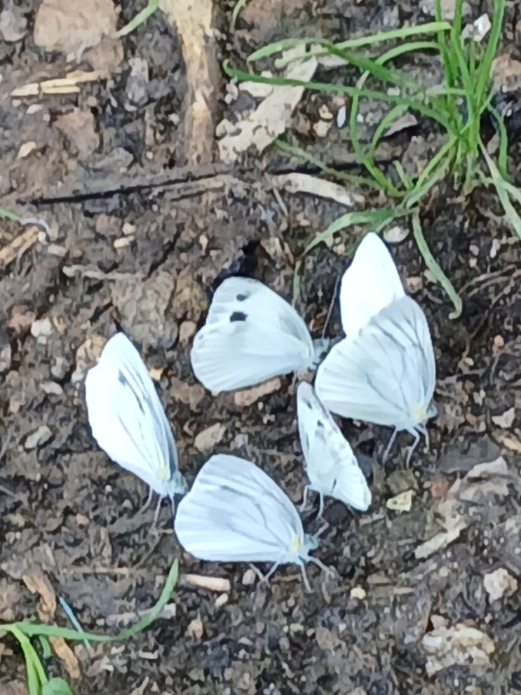  젖은 흙바닥에 흰나비(배추흰나비,줄흰나비)들이 모여있는 이유 (Why White Butterflies Gather on Wet Ground)