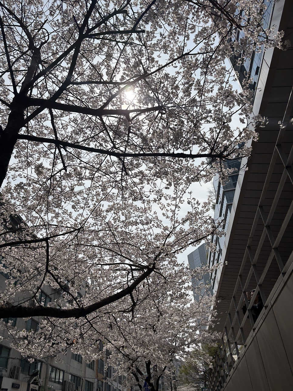 카페홍시먹으러곶감 사진 2