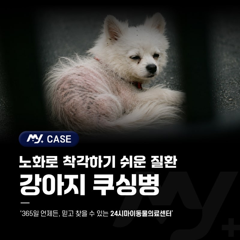 동패동동물병원 강아지 쿠싱병 부신피질기능항진증 증상 및 치료 [24시마이동물의료센터]