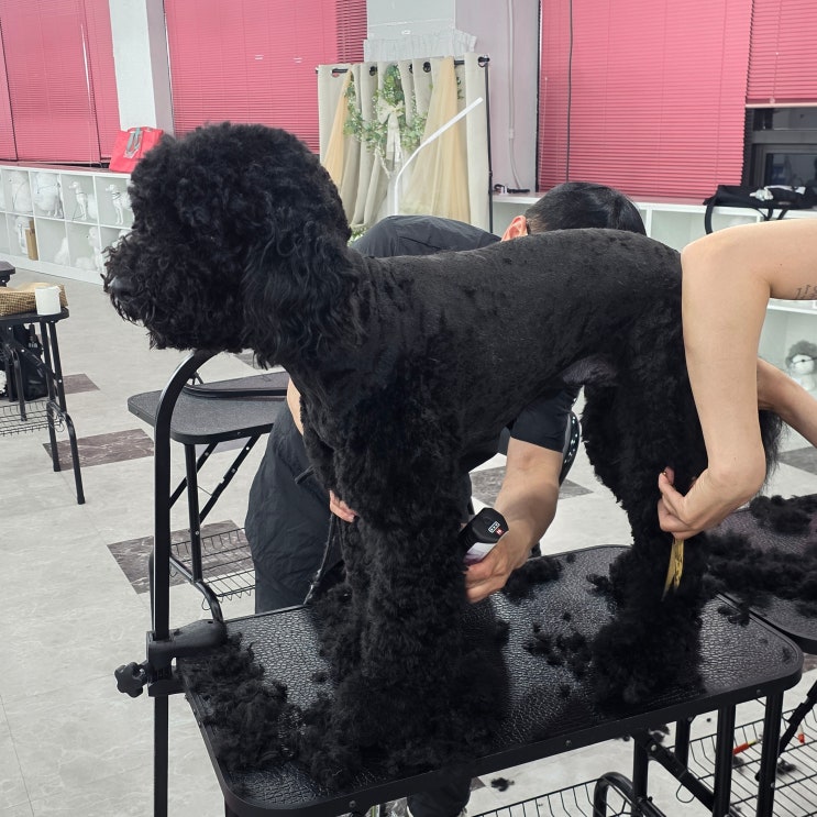  강북애견미용학원 선택 시 실견수업을 확인해야 하는 이유