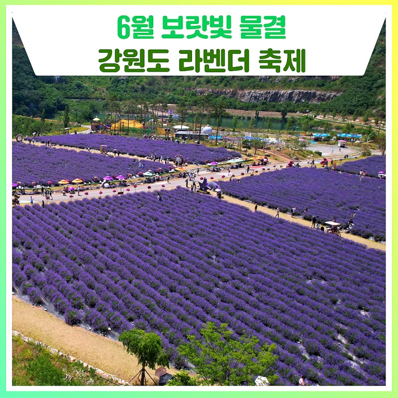 6월 보랏빛 물결, ‘동해 무릉별유천지라벤더축제’, ‘고성 라벤더축제’ [강원도 축제]