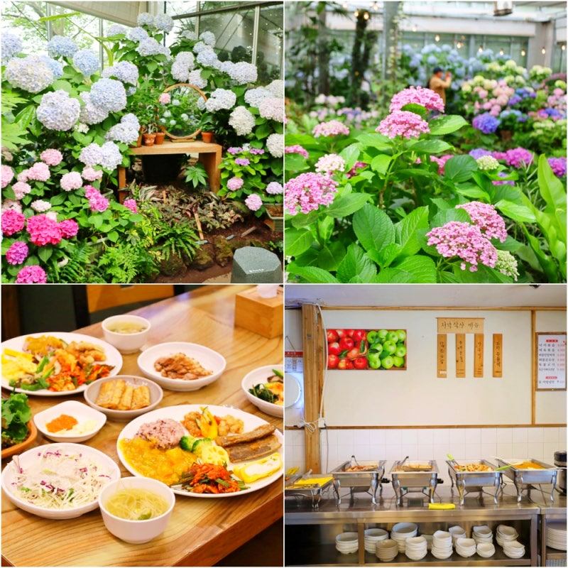 제주도 여름여행 수국길 제주 카멜리아힐 근처 맛집 백반뷔페