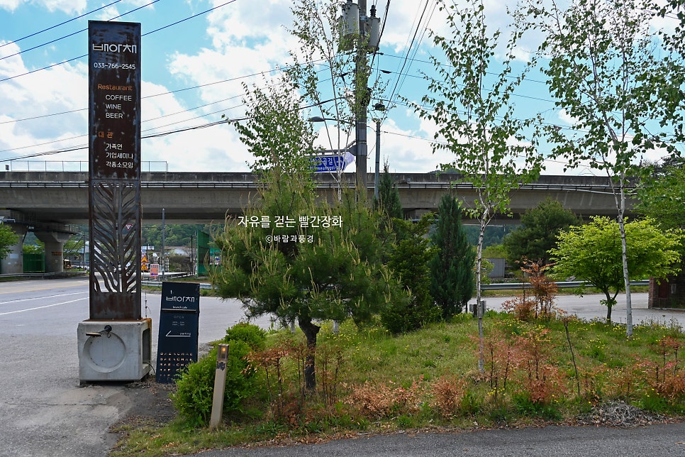 배아채 사진 3