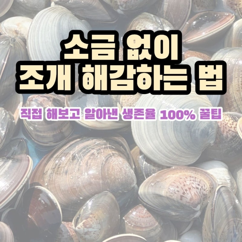 소금 없이 갯벌체험 조개 해감하는 방법(생존율 100% 꿀팁)