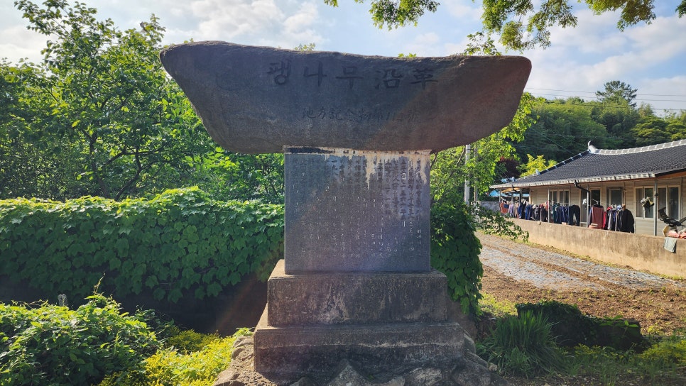전일리팽나무숲 사진 6