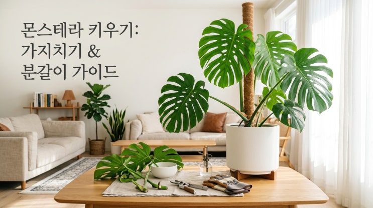  몬스테라 가지치기 키우기 방법 및 물주기 분갈이