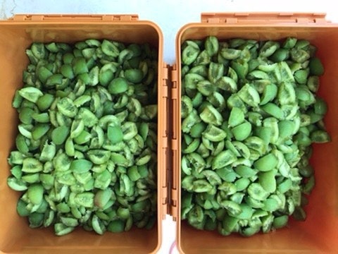 곰팡이 안 생기는 매실청 보관법: 매실청 만들다가 흔히 하는 실수(곰팡이, 가스 참)를 해결....