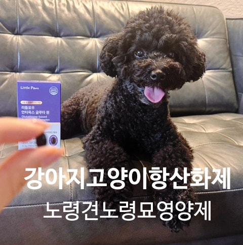  강아지도 나이 들면 달라져요, 노령견 영양제로 강아지 항산화제 챙기기 시작한 이유 (리틀포우 안티옥스 글루타원 급여 후기)