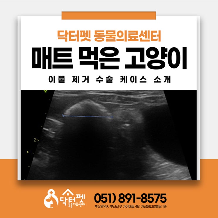  고양이 구토 원인 '이것'? 스펀지 바닥 매트 먹은 아비시니안 부산 24시 동물병원