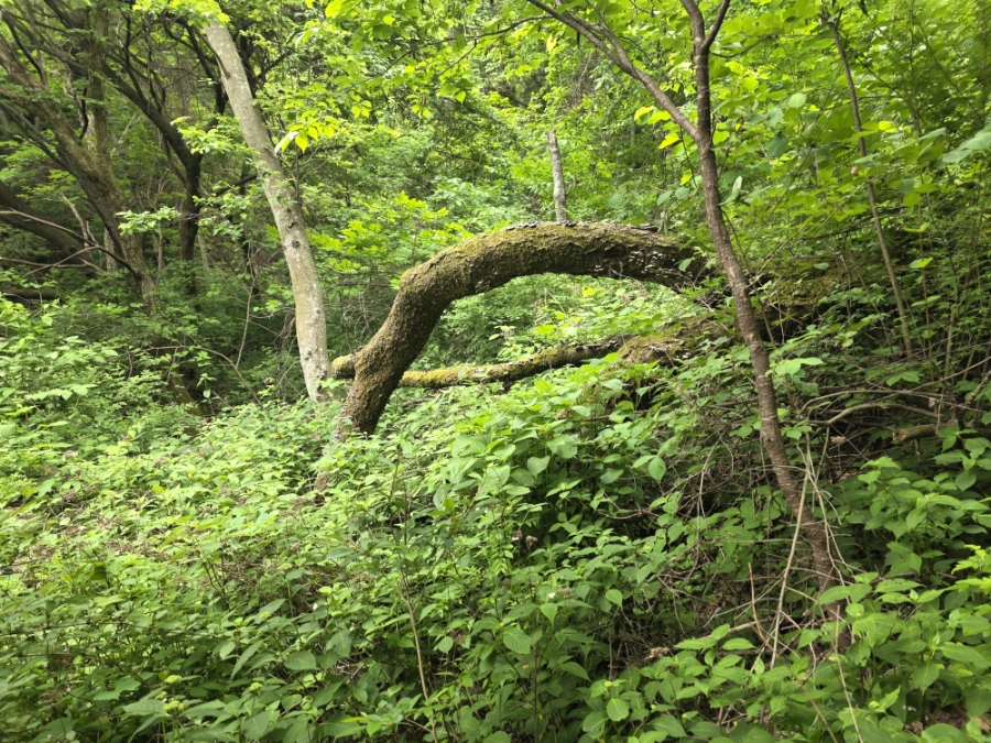건흥산 사진 5