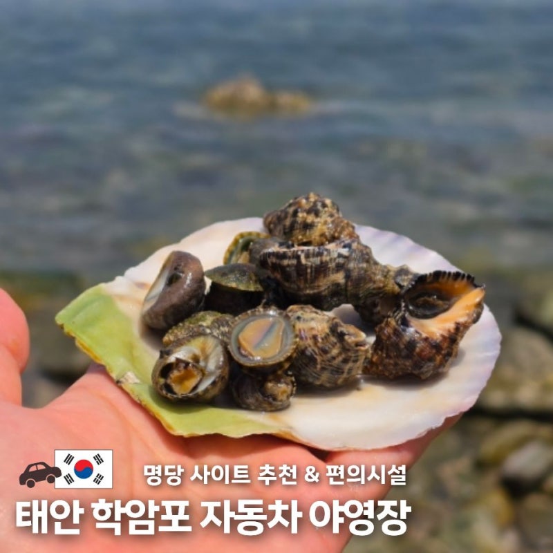 태안 학암포 자동차 야영장 후기 A~D구역 명당 사이트 추천 및 편의시설 정리