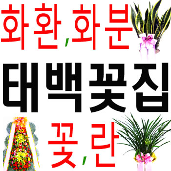 태백꽃집 사진 4