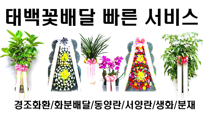 태백꽃집 사진 3