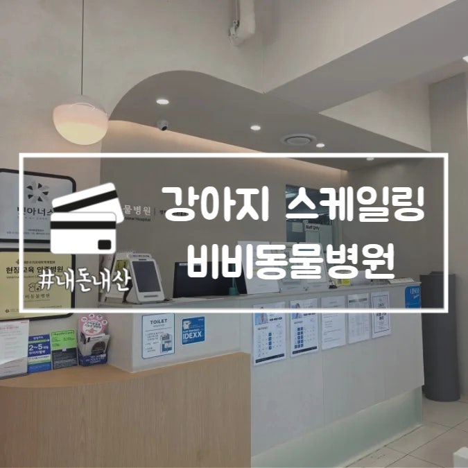  강아지 스케일링 비비동물병원 반려견 건강검진 내돈내산 후기