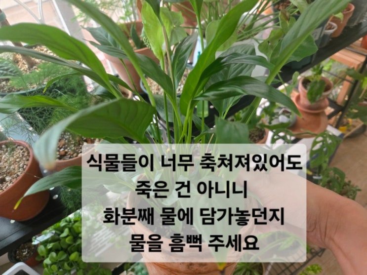  친정 갔다 오니 식물들이살릴 수 있을까요?