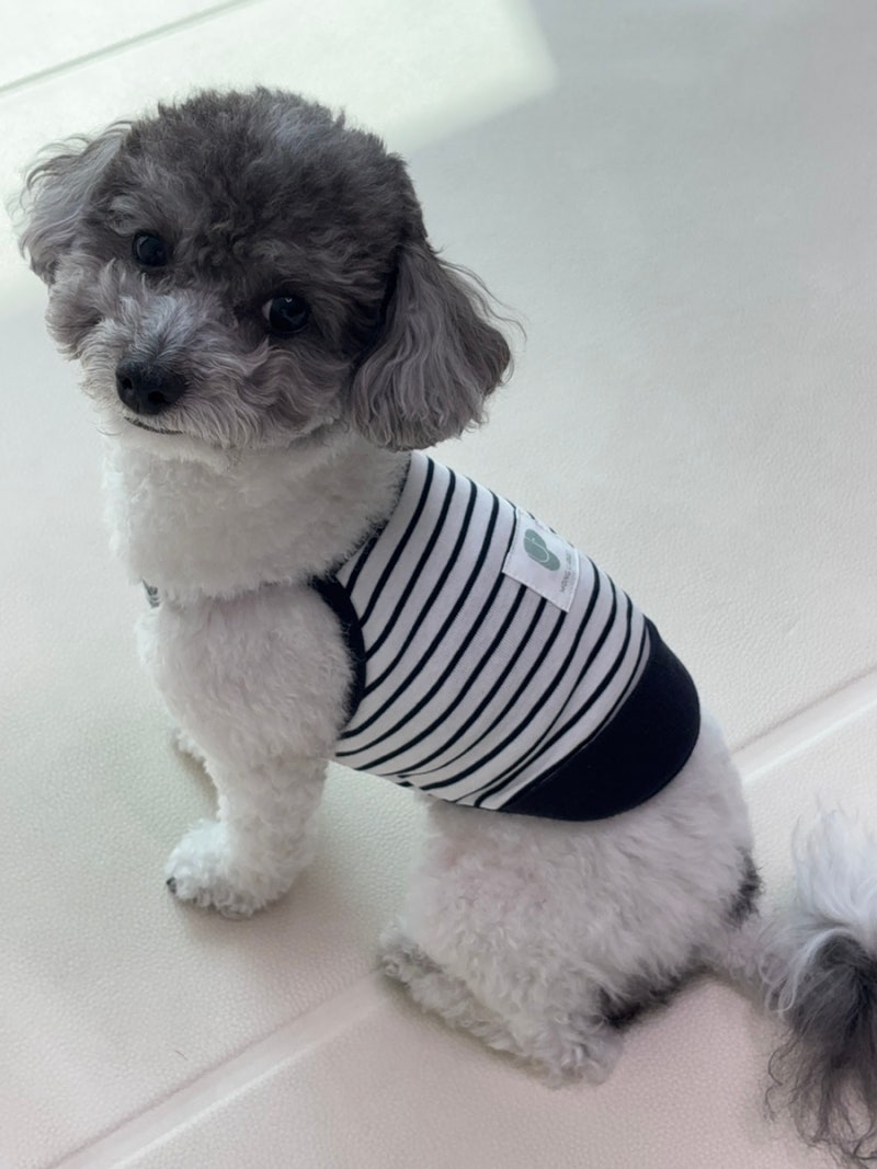 강아지 옷은 멍클로젯에서 구경하세요! 귀여운 소형견 의류 멍클로젯 브랜드