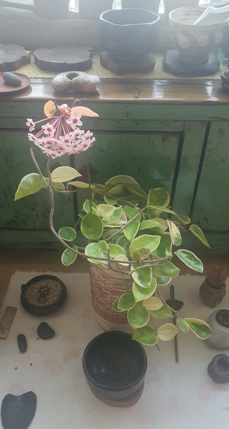 유월의 호야 카르노사 크림슨 퀸(Hoya carnosa 'Krimson Queen')
