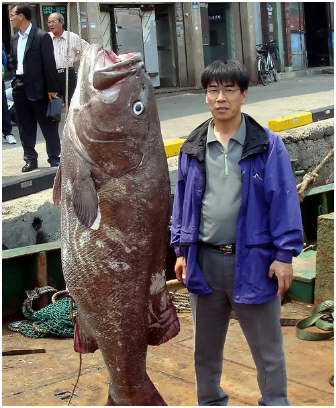 전설의 심해어 <b>돗돔</b>, 세계 최초 인공부화 성공