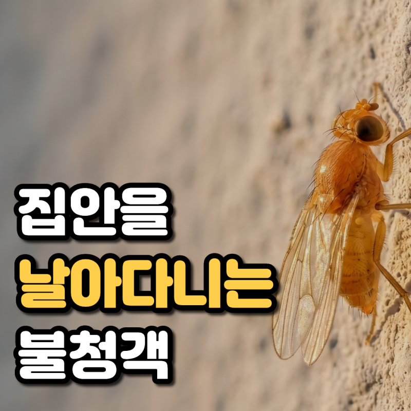 벼룩파리 생기는 이유 원인 초파리 차이 유충 박멸기