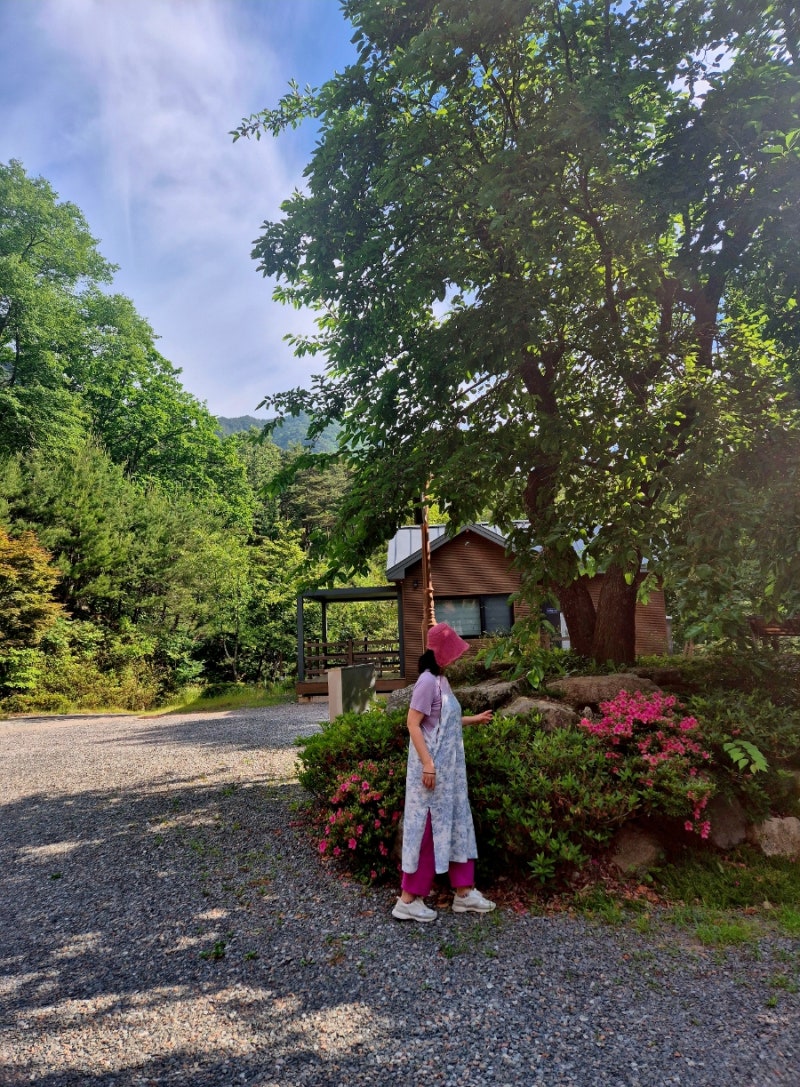 경남 합천 자연휴양림 / 추천, 오도산자연휴양림 오도 7호