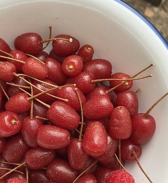  한 입 먹고 뱉은 보리수 열매 효능 떫은맛 싹 없애는 세척 보관법