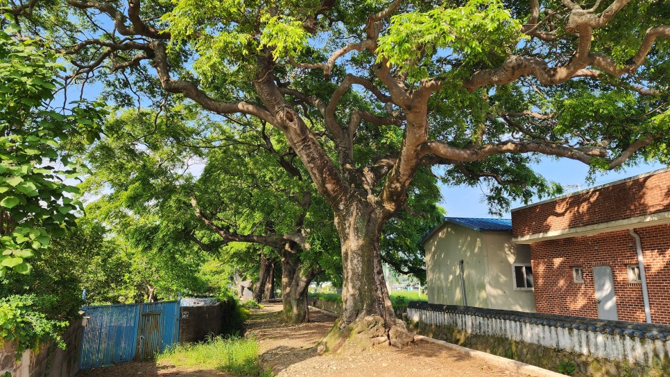 전일리팽나무숲 사진 2