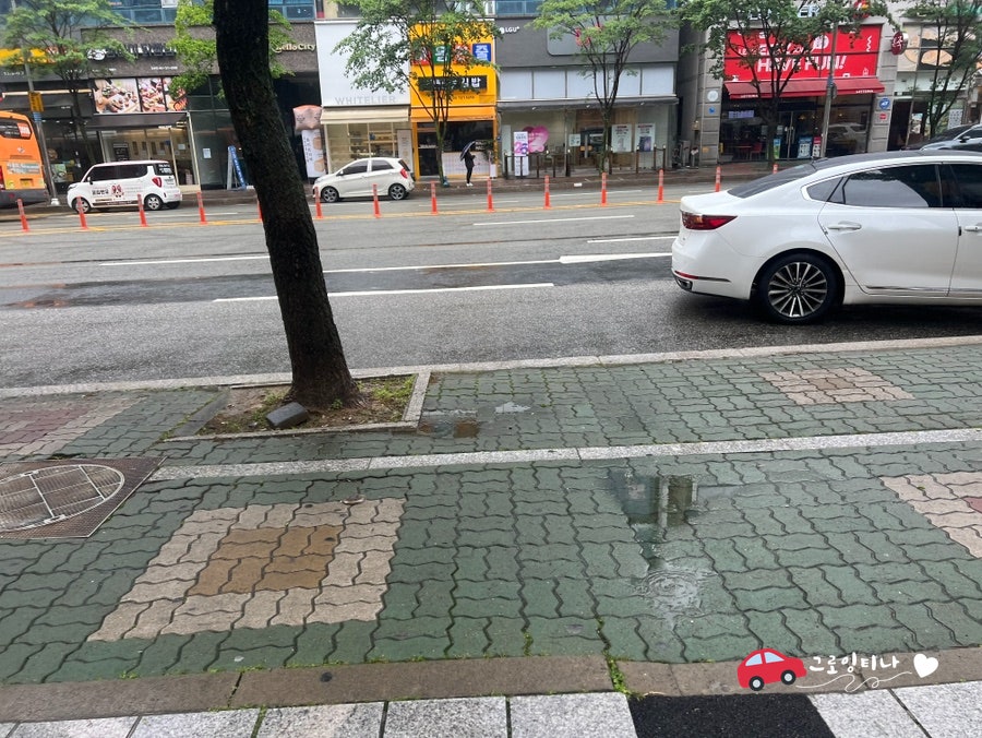 화이트리에 정관점 사진 6