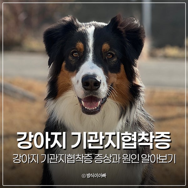 강아지 기관지협착증 증상과 원인 알아보기