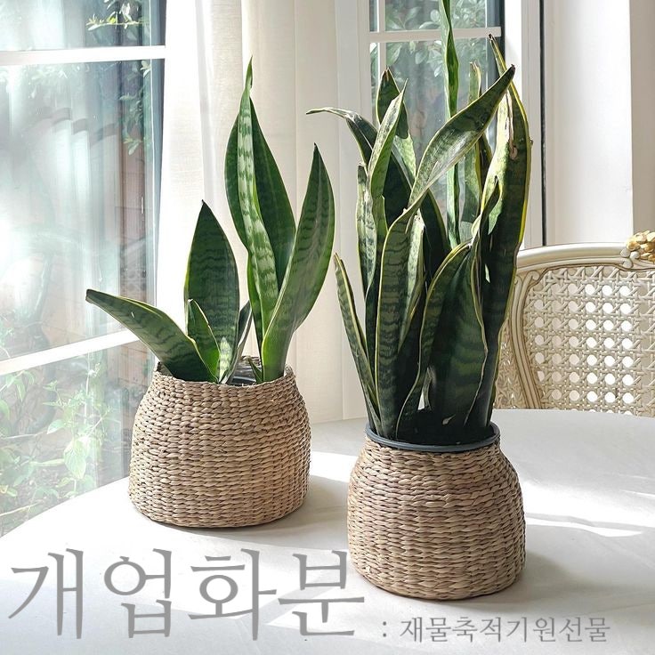 신장개업 선물 식물 추천, 센스 있는 개업 화분 고르기