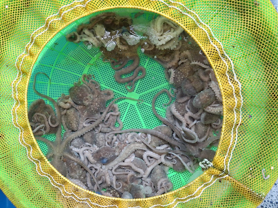 낙지마을 사진 5