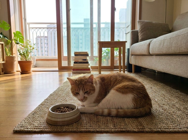  고양이 범백 증상과 전염 경로, 보호자가 알아야 할 관리 기준