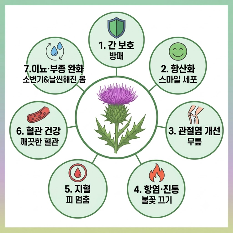  엉겅퀴 효능 7가지와 먹는법·부작용, 간 수치 걱정에 술자리도 잦은분들
