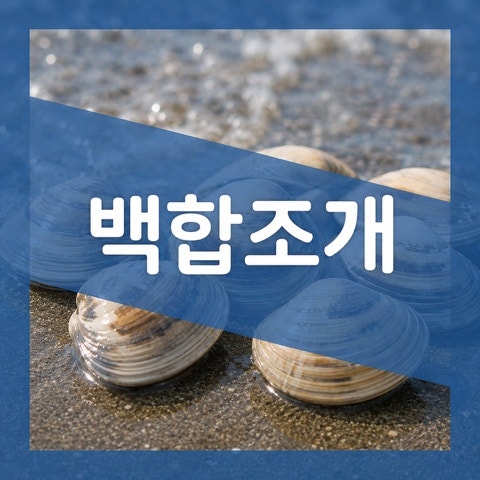 백합조개 효능 성분 4가지, 제철시기 해감 보관법 정리