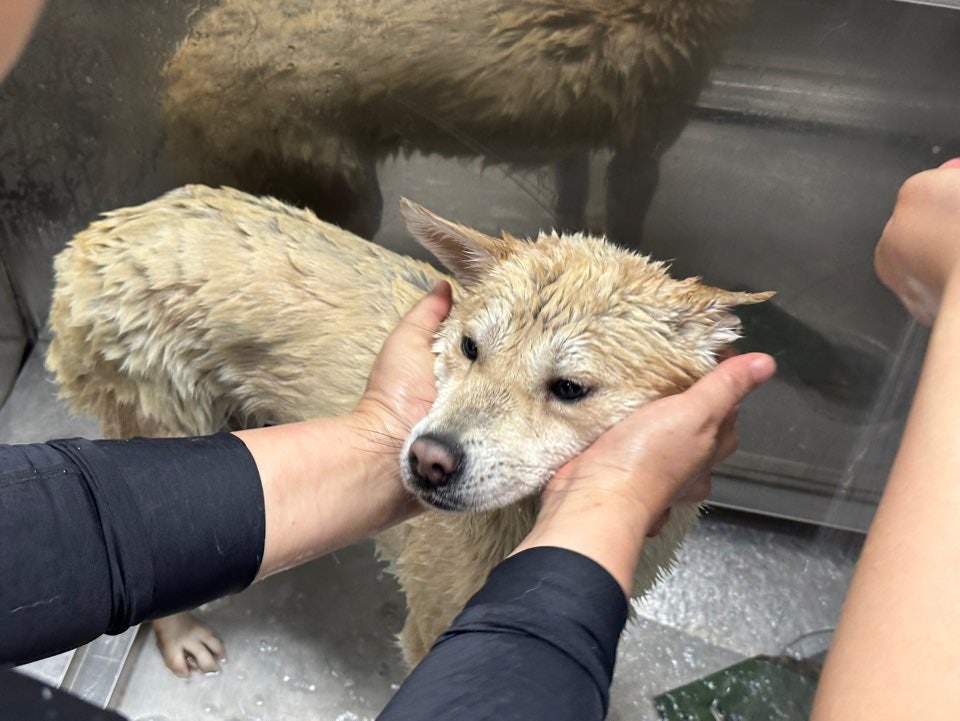 춘천애견미용학원 사진 2