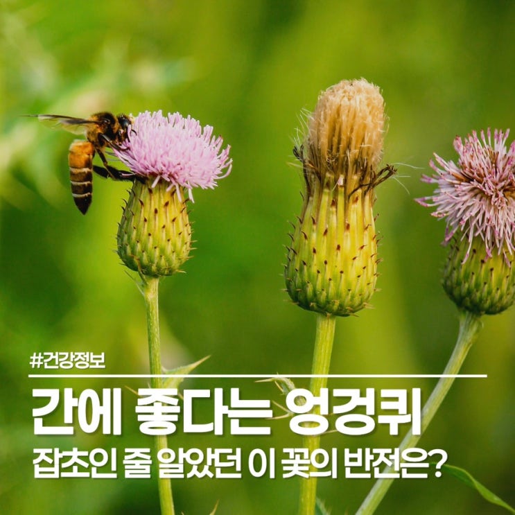  엉겅퀴 효능, 간에 좋은 엉겅퀴 즙과 차로 건강 챙겨보세요!