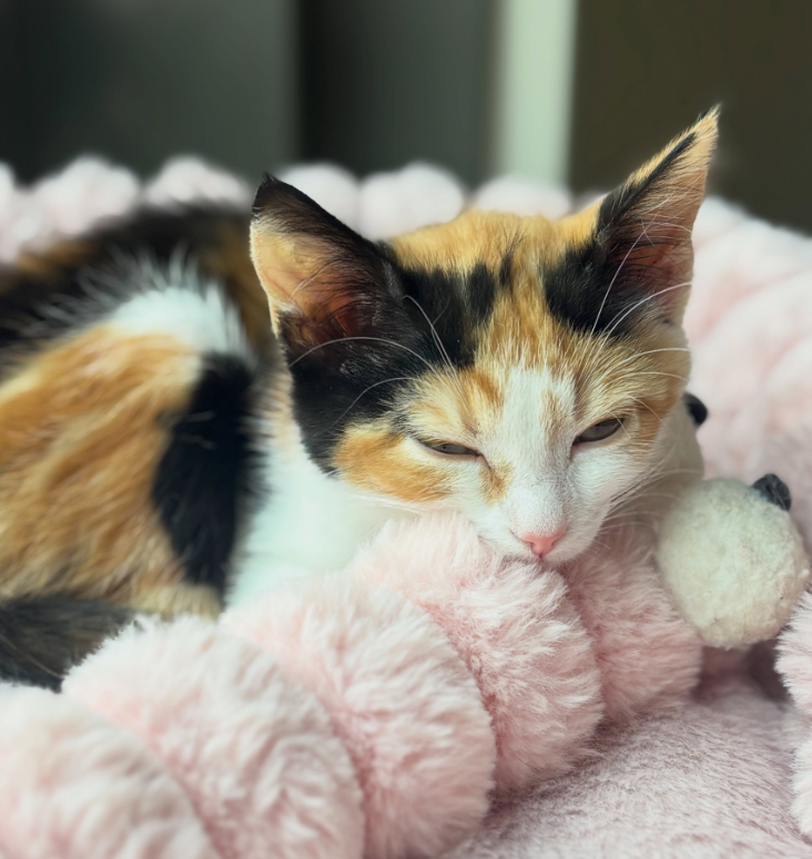  강아지 고양이 링웜 증상, 사람에게도 옮을까?