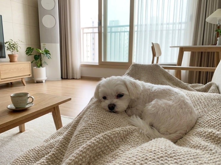  강아지 장염, 보호자가 놓치기 쉬운 작은 변화들