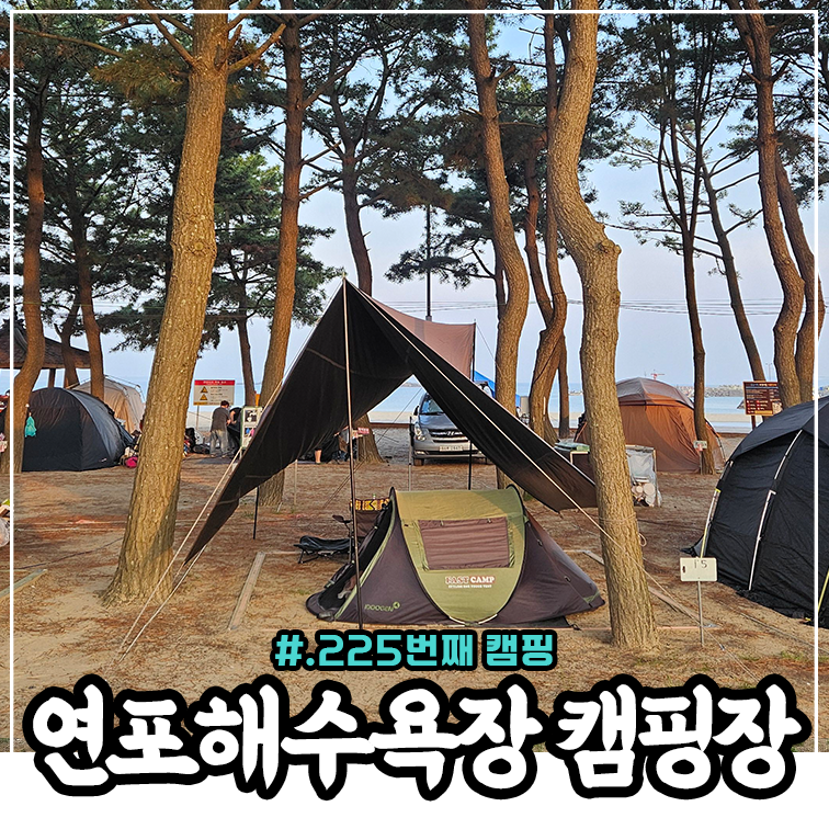 태안 반려견 동반 캠핑장 연포해수욕장번영회 제1야영장 명당