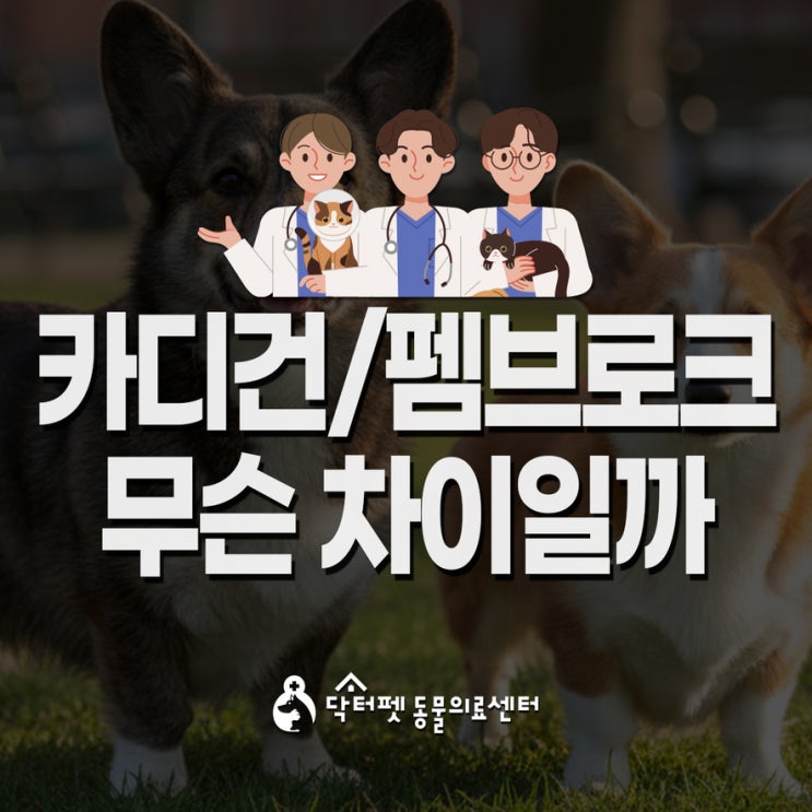  카디건 vs 펨브로크 차이와 웰시코기들이 조심해야 할 질환들 부산 주례 동물병원