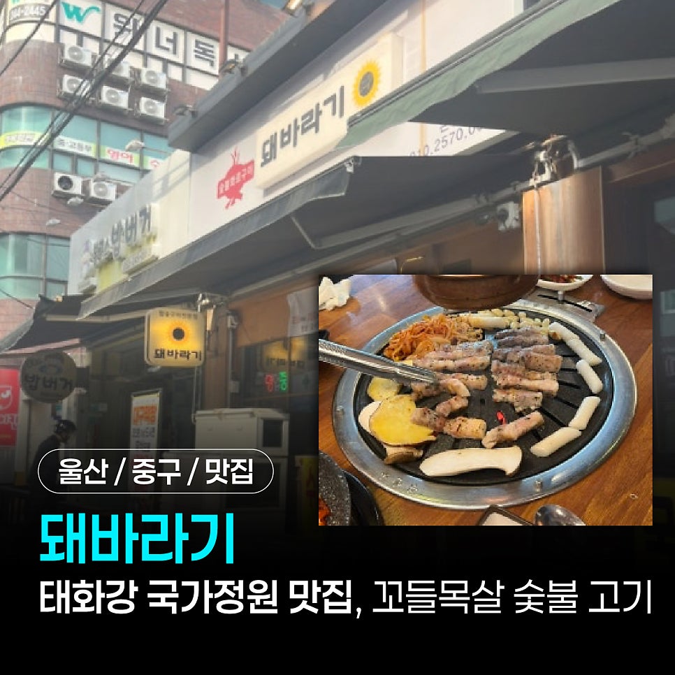 돼바라기 사진 1
